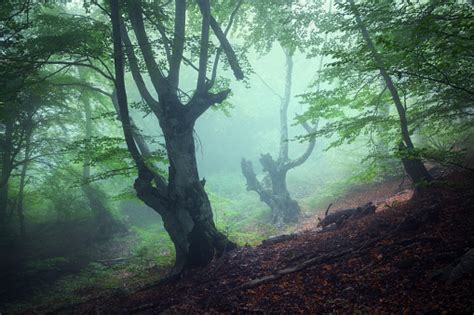 Trail Through A Mysterious Dark Old Forest In Fog Autumn