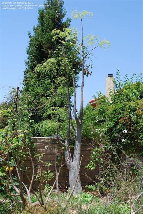 Mild winters in zone 7 let gardeners grow a larger amount of fruit tree varieties that aren't available in other areas. PlantFiles Pictures: Flour Sack Tree, Bottle Tree (Moringa ...