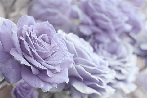 All The Lavender Roses Photograph By Jennie Marie Schell Fine Art America