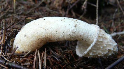 Phallus Impudicus The Nastiest Mushroom Ever Howstuffworks