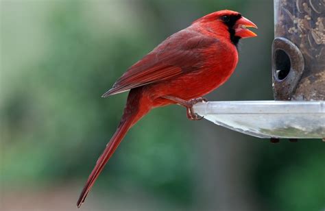 Best Bird Feeder For Cardinals 2023 Reviews Backyard Assist
