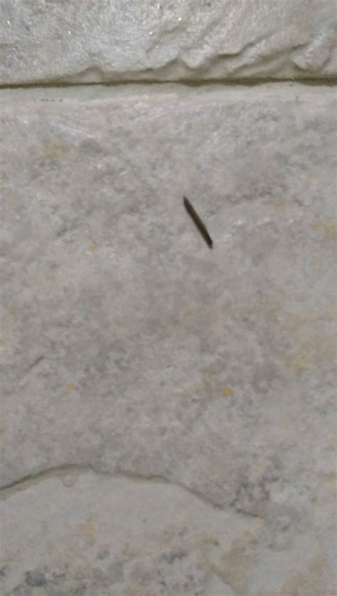 Little Black Worms In My Carpet Carpet Vidalondon