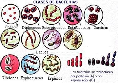 Dominio Bacteria Tipos De Bacterias