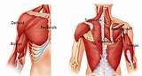 Images of Upper Arm Muscle Exercise