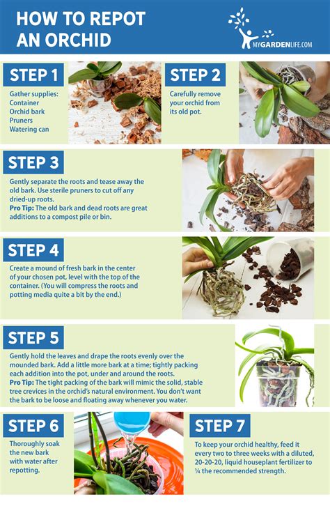 My Garden Life Diy How To Repot An Orchid Infographic Diy Orchids Orchids In Water Repotting