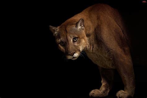 154 Cougar Hd Wallpapers Backgrounds Wallpaper Abyss