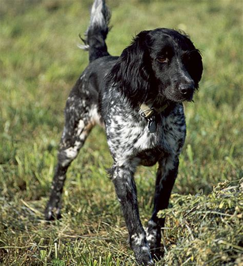 This field dog characteristically is calm and gentle with children and well adjusted to living in the master's dwelling. The Large Munsterlander