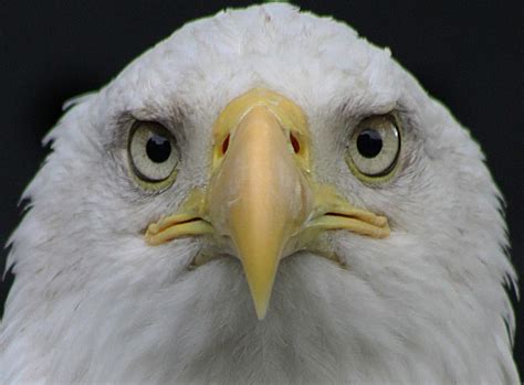 In the first week on the dvd sales chart, eagle eye sold 182,592 units which translated to us$3,300,000 (equivalent to about $3,970. Eagle eye! | Bald Eagle | Wilamoyo | Flickr
