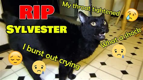 Sylvester Cat And Steve Cash Passed Away Animals My Love Updated