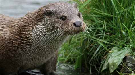 Bbc Two Springwatch Your Pictures Springwatch Guide To Otters