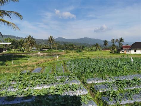 Check spelling or type a new query. Kereta Api Rel Bergigi, Masa Depan Wisata Sumbar - Prokabar