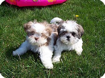 Puppy or adult, take your boxer to your veterinarian soon after adoption. Shih Tzu Puppies For Adoption In Nj