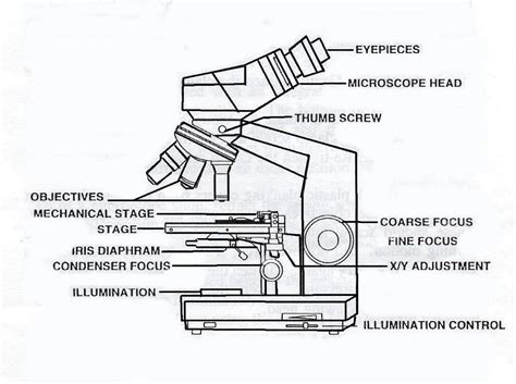 Simple Microscope Drawing at GetDrawings | Free download