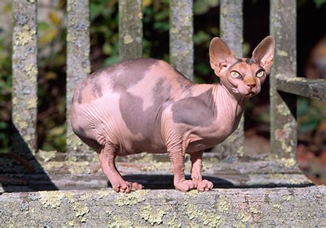 How much does a sphinx (hairless) cat cost? mottled - Animal Stock Photos - Kimballstock
