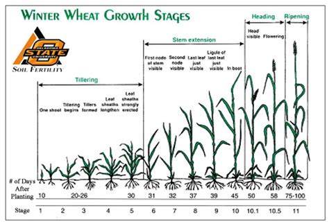 Nitrogen Uptake In Corn And Wheat Nitrogen Use Efficiency