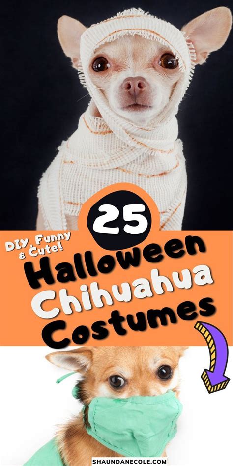 Funny Pets Best Chihuahua Dog Halloween Costumes Diy Ideas Cute