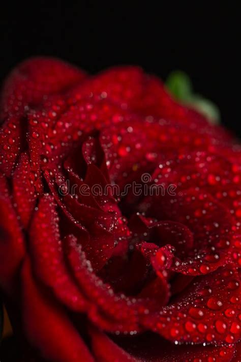 Beautiful Red Romantic Rose With Dew Drops On Black Background Stock