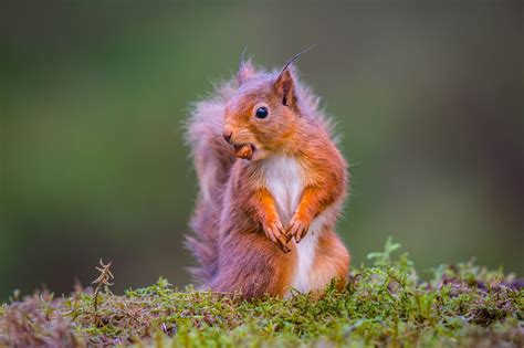 775899 Rodents Squirrels Nuts Rare Gallery Hd Wallpapers