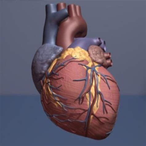 Gambar Anatomi Fisiologi Jantung Manusia Wwwgambar Di Rebanas Rebanas