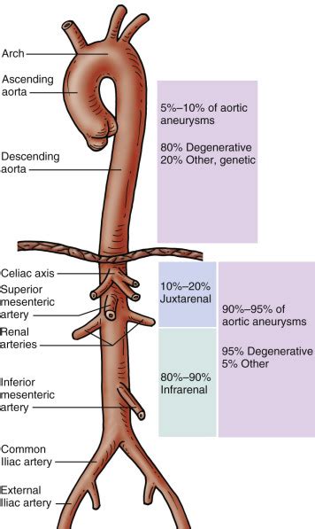 Ultrasound Assessment Of The Abdominal Aorta Radiology Key