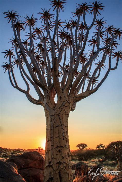 A Quiver Tree Namibia Ten Strikingly Beautiful Trees That Seem To Have