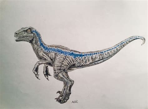 My Drawing Of “blue” From Jurassic World Dinosaur Drawing Blue