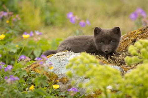 Icelandic Arctic Foxes Danny Green Photography