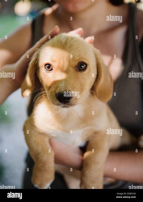 Golden Labrador Puppy Being Held Stock Photo Alamy