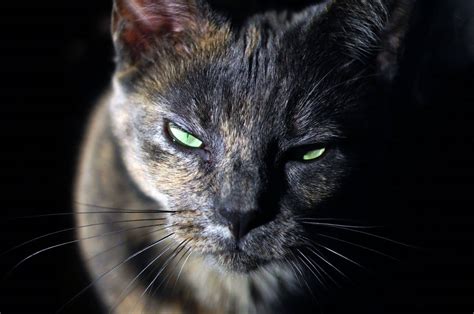The Beauty Of Dilute Tortoiseshell Cats A Complete Guide