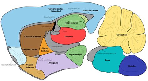 Mouse Brain Regions