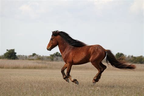 Brown Horse During Daytime Wild Horses Hd Wallpaper Wallpaper Flare