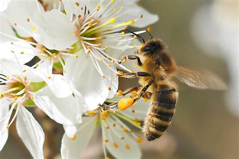 Human Beings Dying Prematurely A Domino Effect Of Pollinators