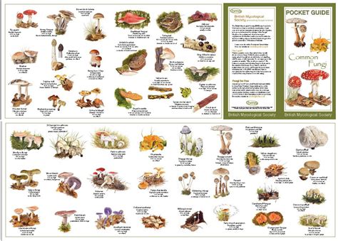 Casausdesign Georgia Mushroom Identification Guide