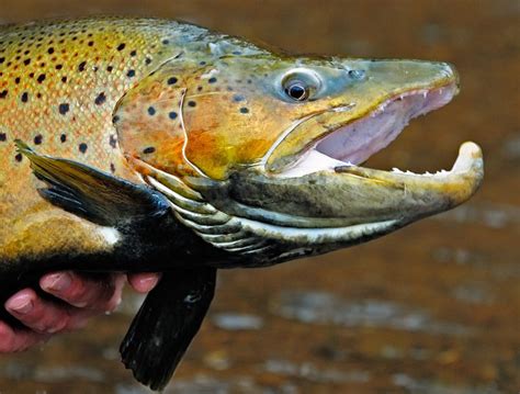 2008 Fall Fly Fishing Trip Photography Brown Trout Fish Fly Fishing