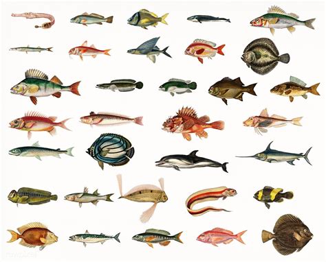 Different Types Of Fishes Illustrated By Charles Dessalines D Orbigny