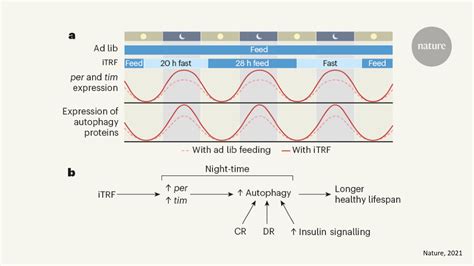 Circadian Autophagy Drives Intermittent Time Restricted Feeding Itrf