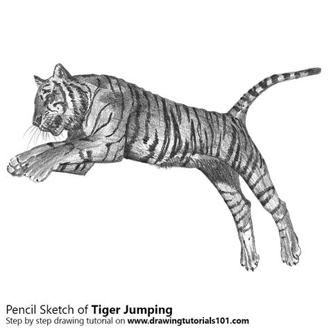 Learn How To Draw A Tiger Jumping Big Cats Step By Step Drawing