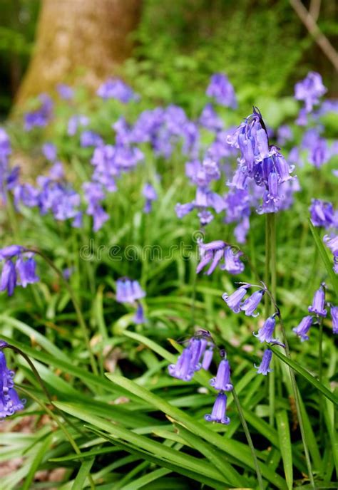 Springtime Bluebell Flowers Grow Wild In Woodland Stock Photo Image