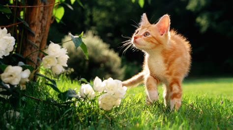 25 Spring Wallpaper With Cats