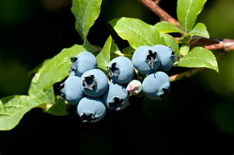Studio shot of tasty blueberries over white background. Blueberry Bush Seed Propagation - How To Grow Blueberries ...