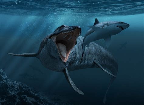 The SG Fossil Cache - Predators of the Cretaceous Sea - Member ...