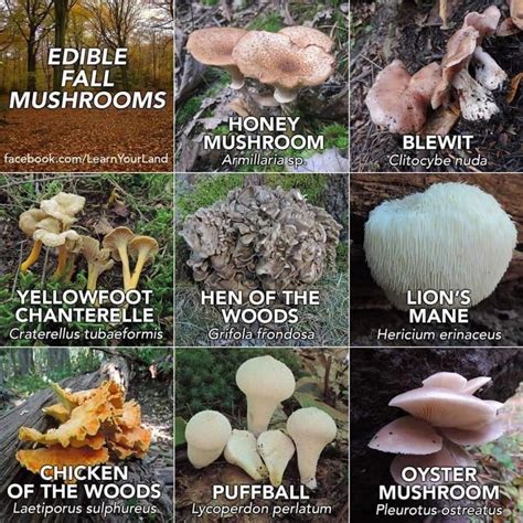 5 Easy To Identify Edible Mushrooms Artofit