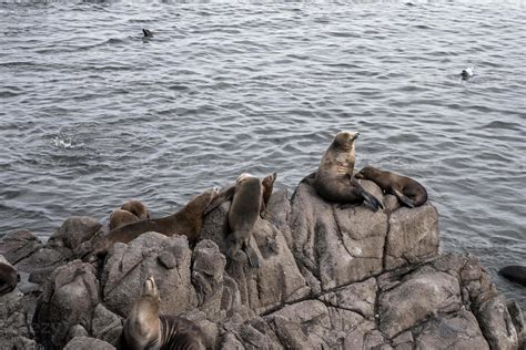 Sea Lions Resting On Top Of Rock Formation And Swimming In Monterey Bay