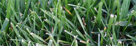 Fescue Grass Guide