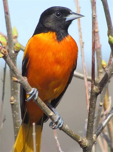 The 8 Oriole Species You Should Know Birds And Blooms