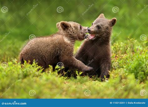 Two Brown Bear Cubs Play Fighting In The Forest Stock Image Image Of