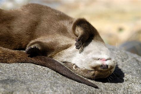 Relaxing Giant Otter Cute Baby Animals Baby Animals Cute Animals