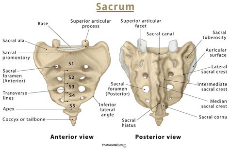 Sacral Bone Anatomy