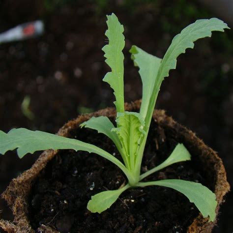 The results, however, are far more satisfying. Black Peony Poppy Seedling | Seedlings, Seed germination ...