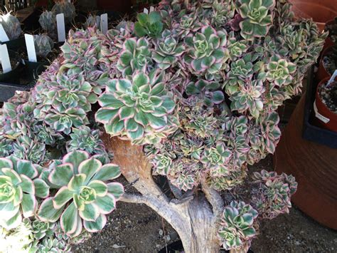 Aeonium Sunburst Cristatum World Of Succulents